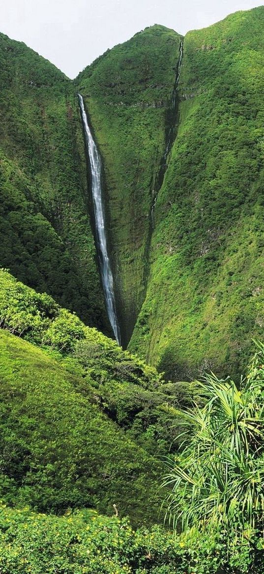 jungle, falls, greens, trees, vegetation