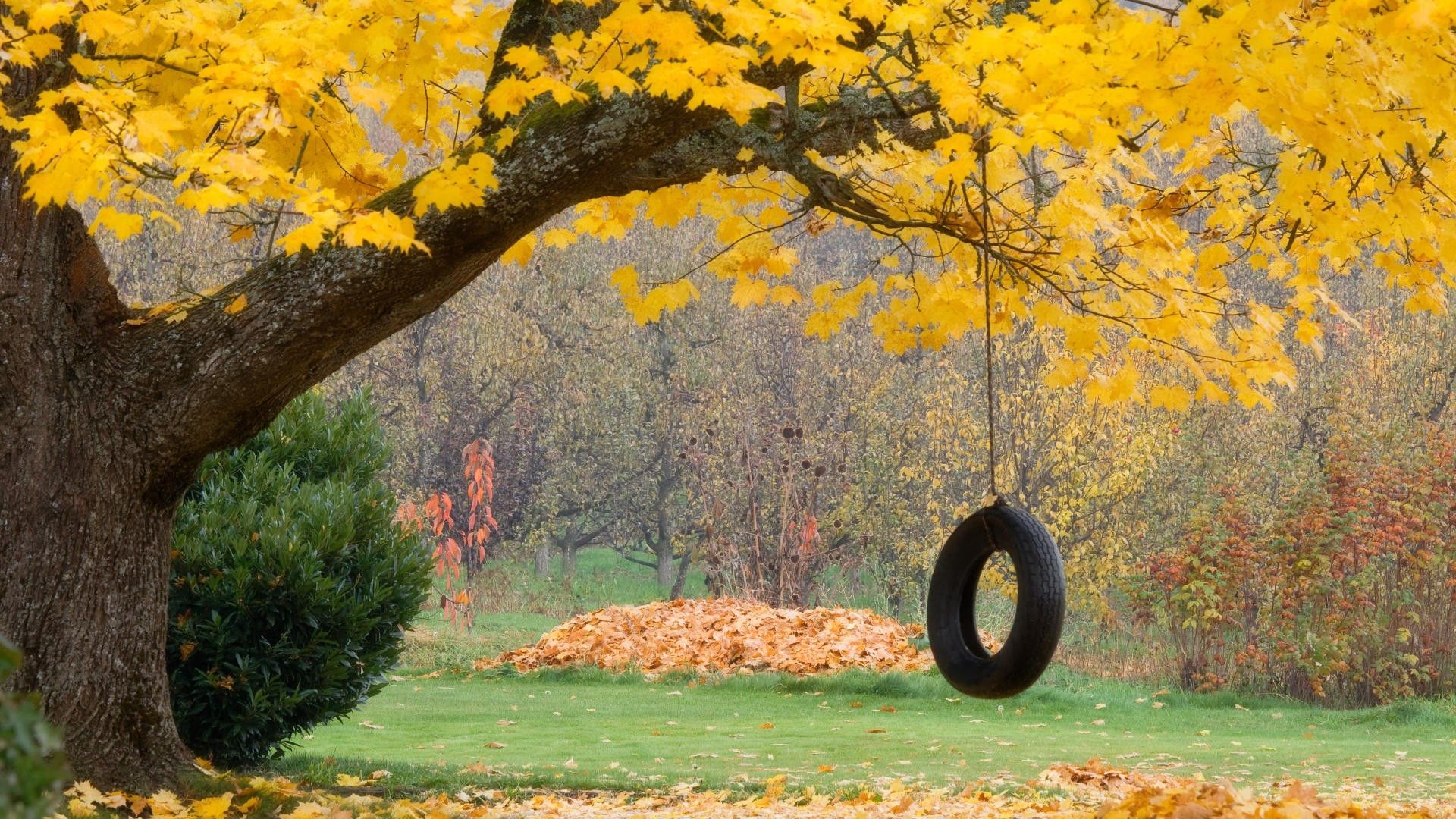 tree, maple, autumn, swing, wheel, rope, leaves