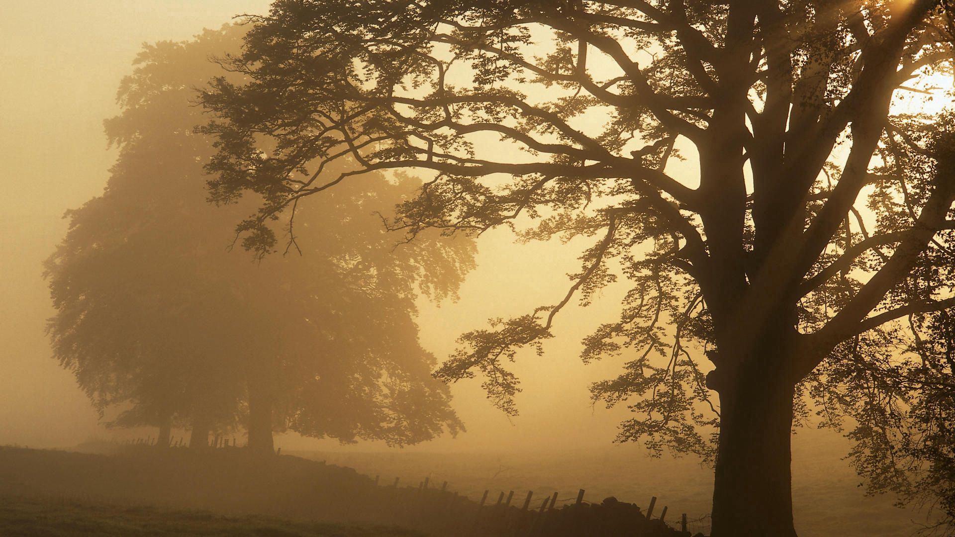 trees, fog, haze, fence