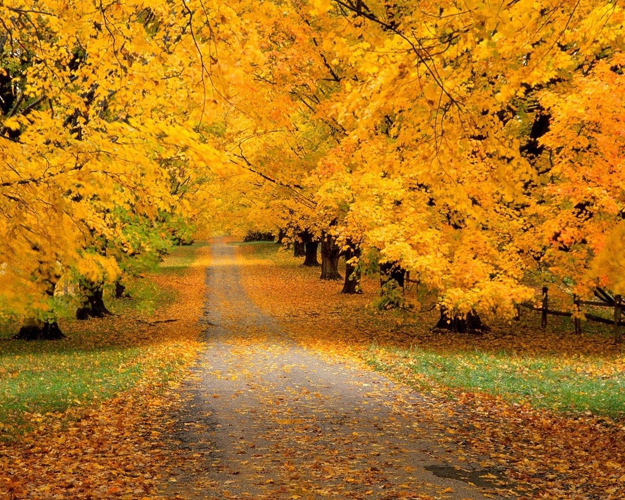 trees, park, autumn, leaves, yellow, track