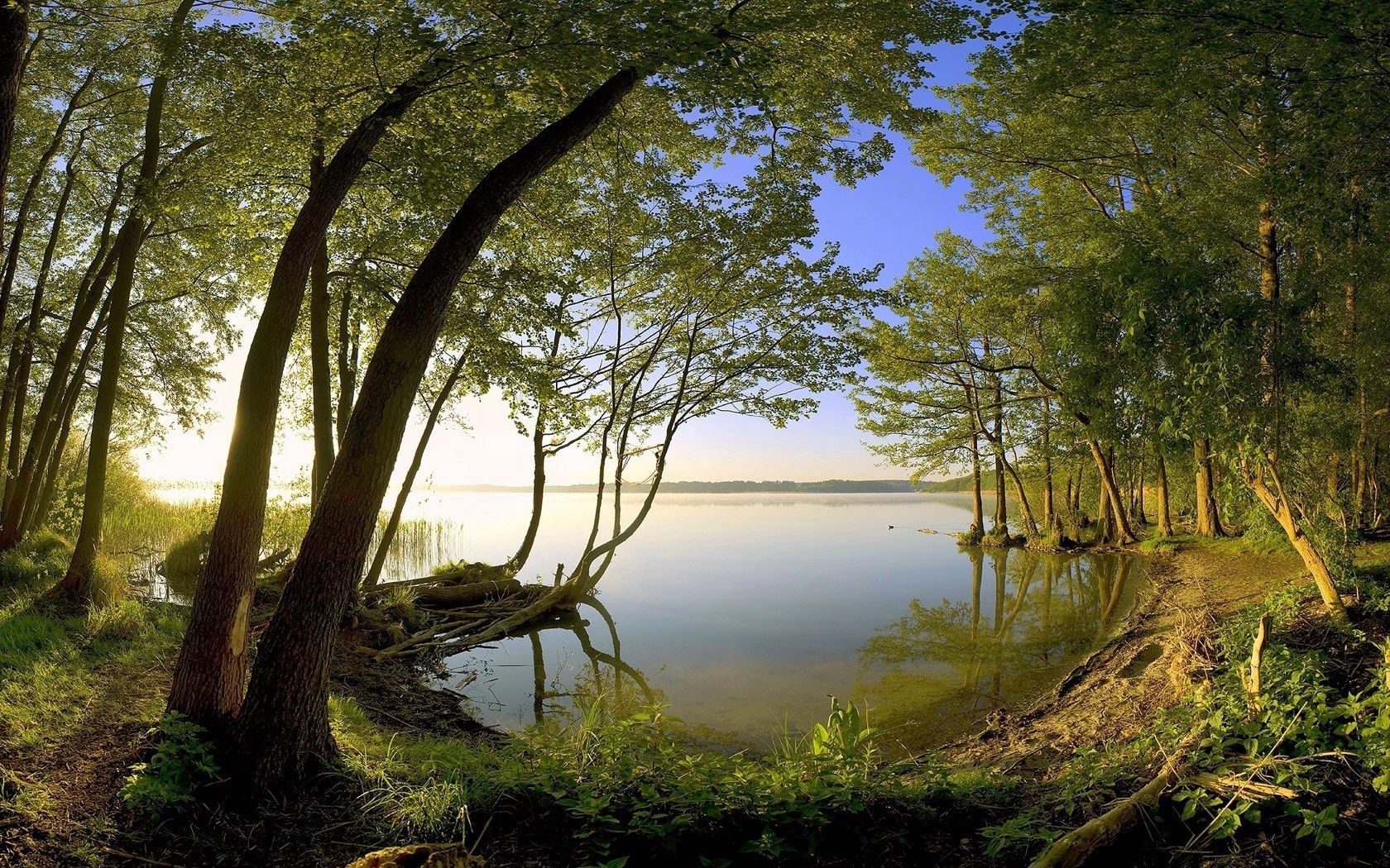 trees, coast, lake, water smooth surface, secret, wood