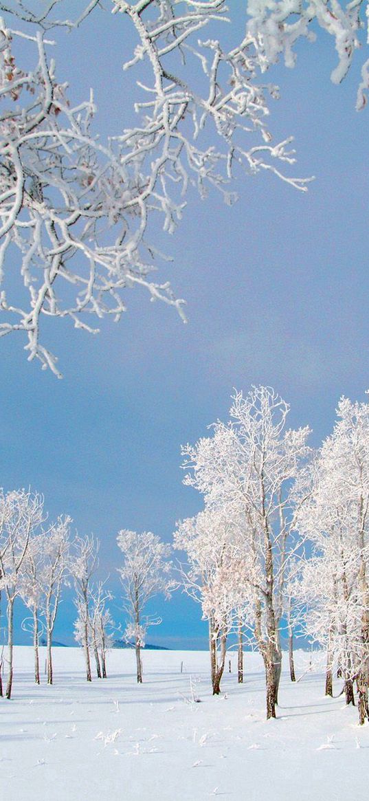 trees, small house, snow, hoarfrost, field, winter