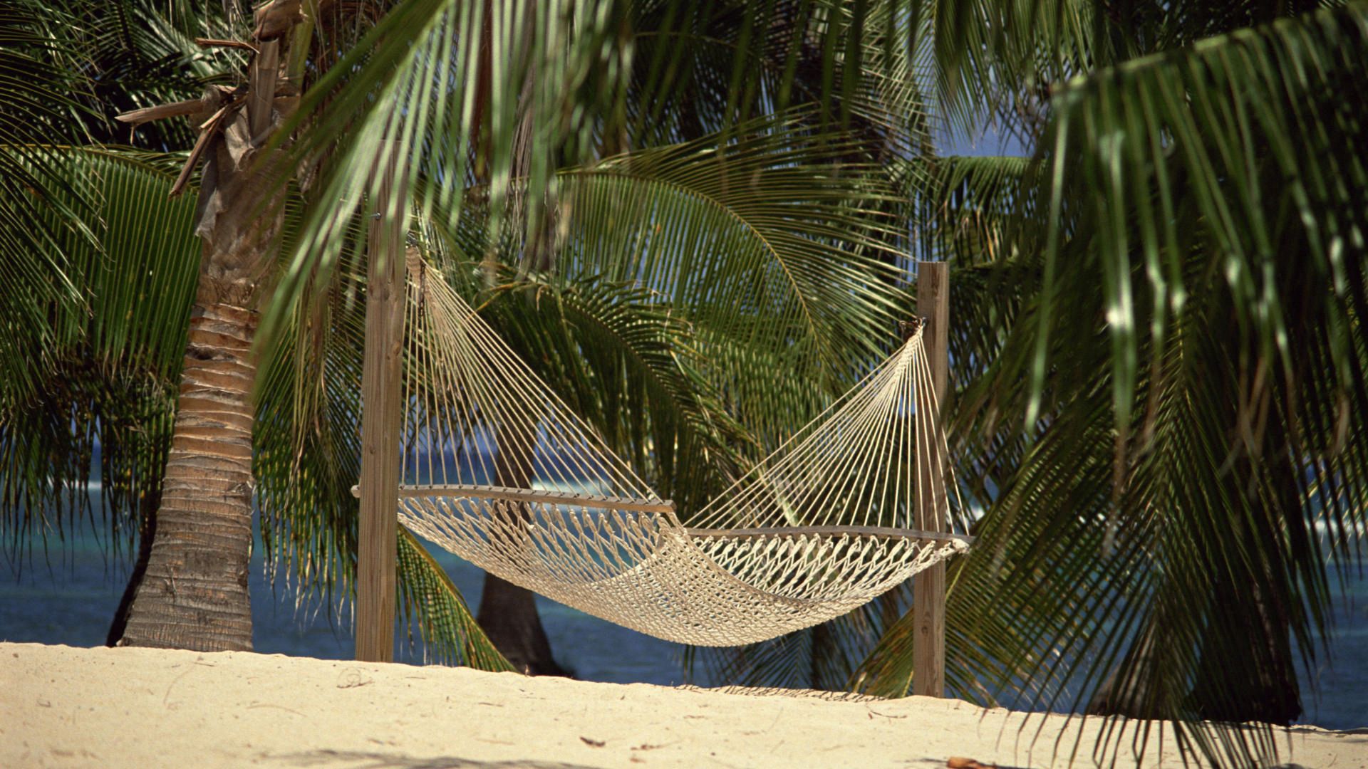 hammock, palm trees, sand, grid