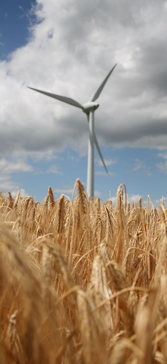 wind farm, turbine, field, wheat, spikelets