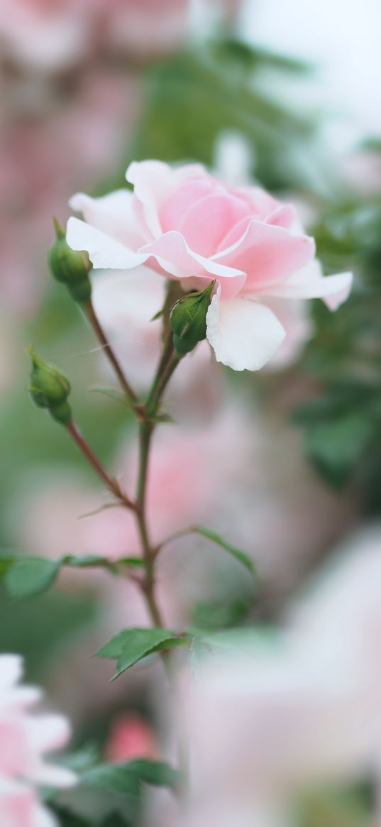 rose, pink, flower, buds, bloom