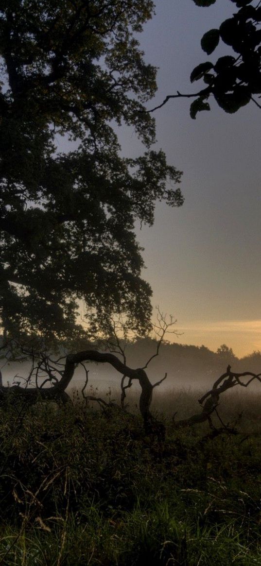 trees, roots, evening, fog