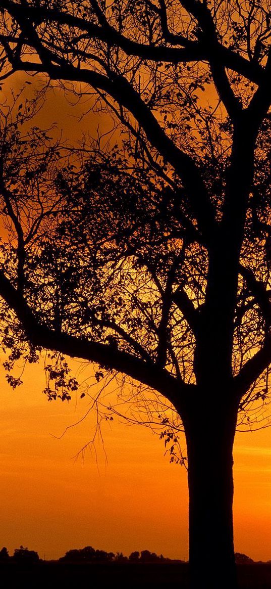 trees, outlines, branches, evening, orange