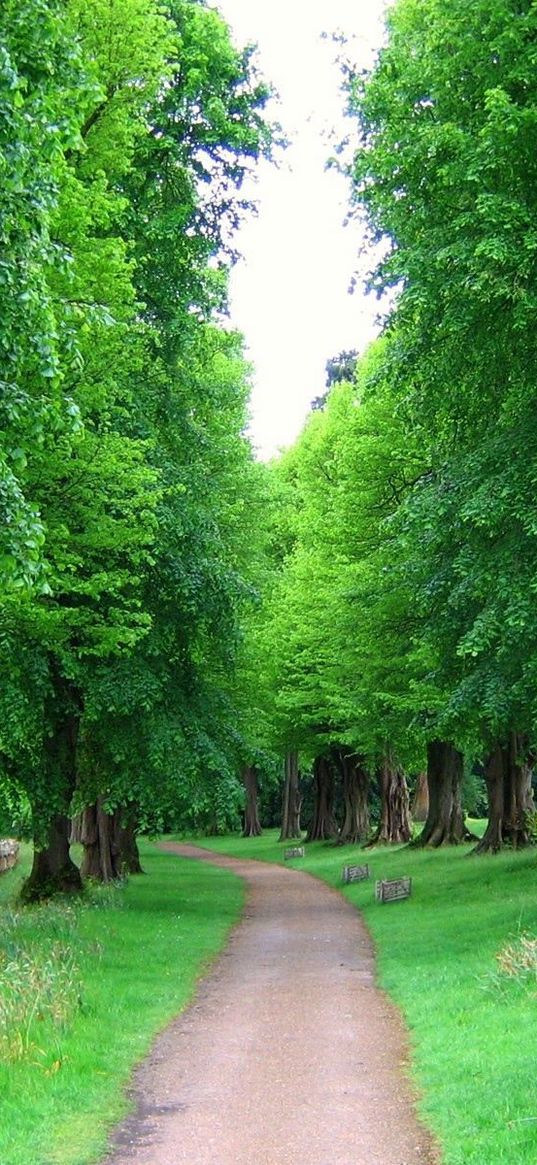 england, trees, park, avenue, fence