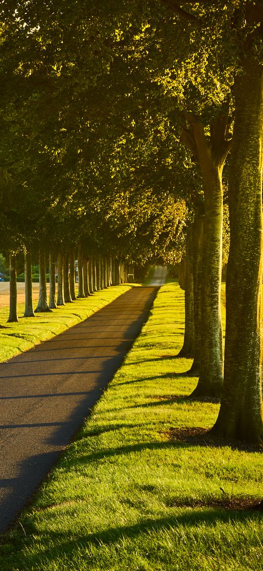 alley, path, trees, lawn