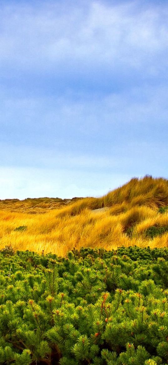 grass, autumn, wind, branches, trees