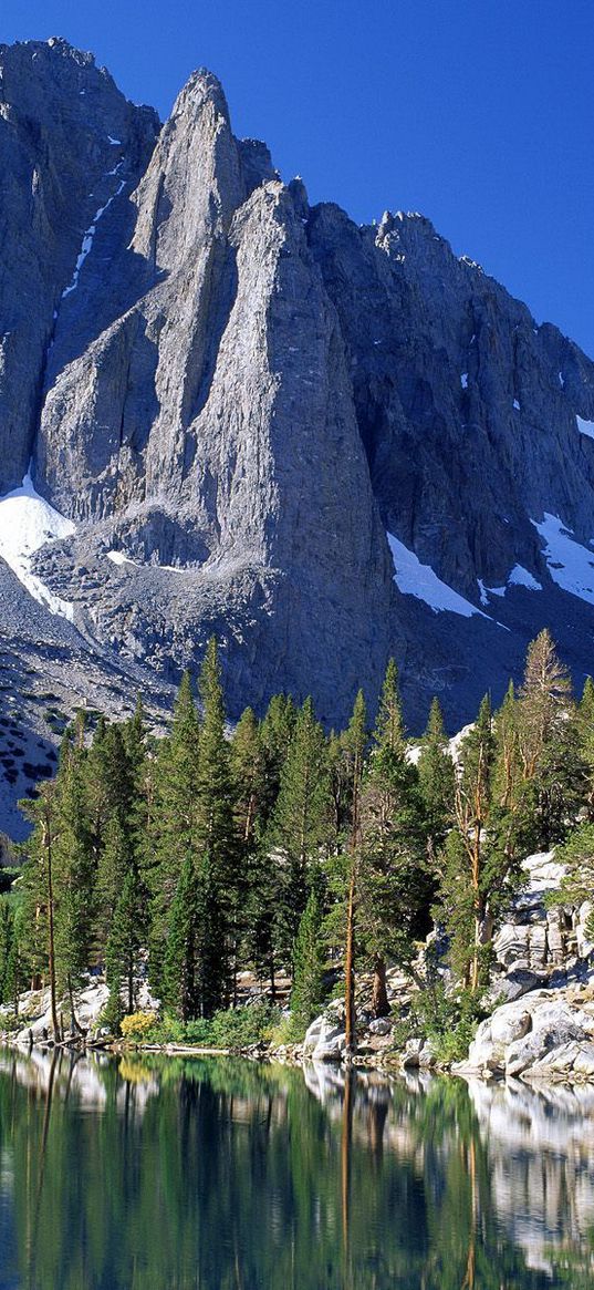 mountains, fir-trees, snow, california