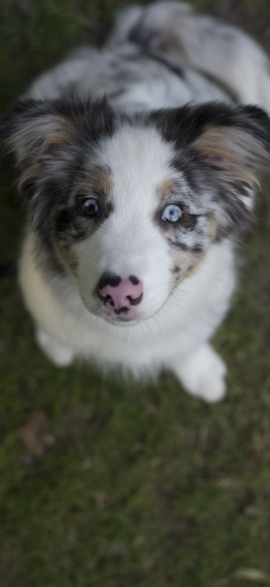 australian shepherd, dog, puppy, cute, spotted