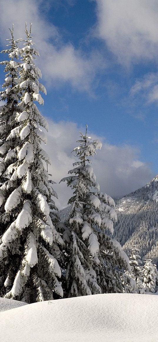 fir-trees, snow, branches, weight