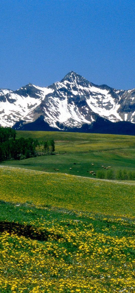 mountains, meadows, tree, flowers, grass, colorado