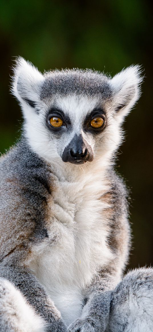 lemur, glance, funny, animal, wildlife