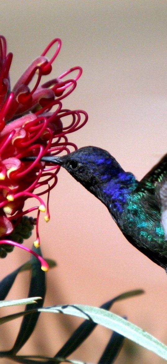 hummingbirds, blue, flight, flower, bird