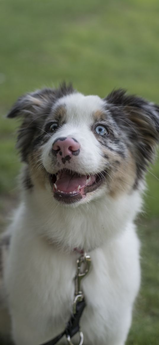 australian shepherd, dog, protruding tongue, pet, cute