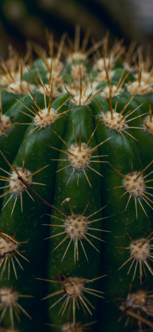 cactus, succulent, prickly, thorns, macro