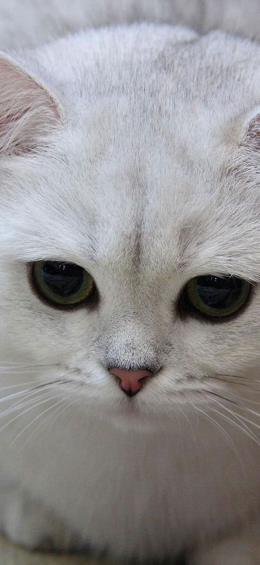 cat, white, eyes, sad, light, sweet