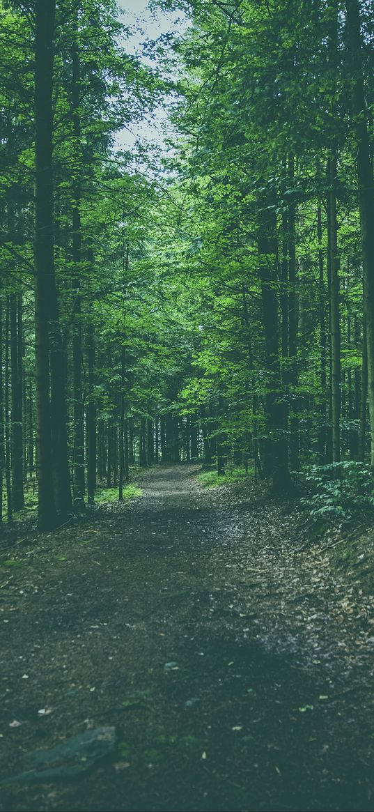 forest, path, trees, pines, conifer