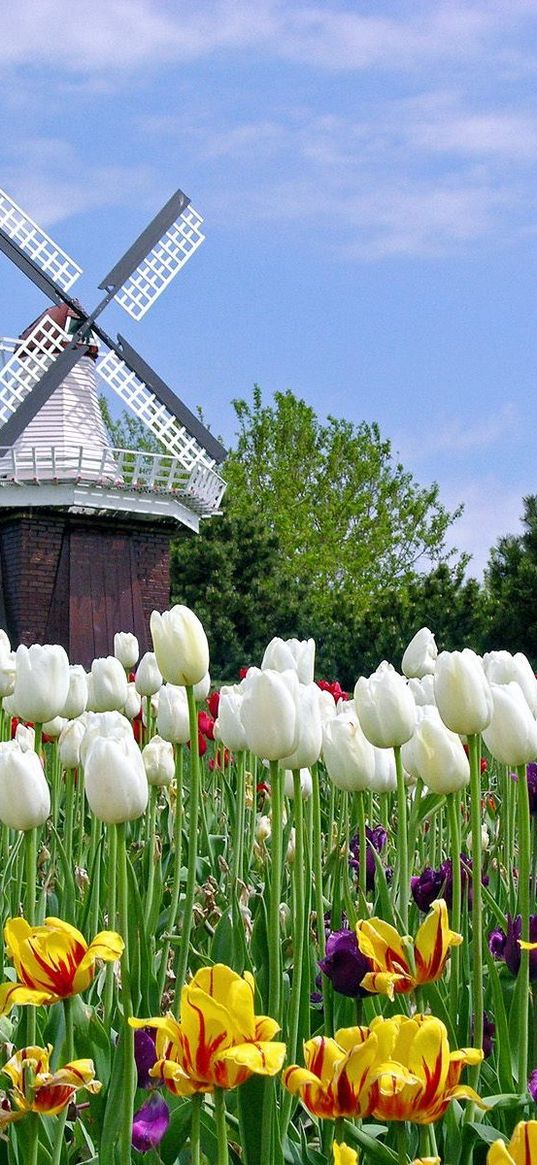 tulips, flowers, mill, field