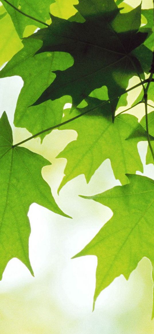 leaves, maple, green