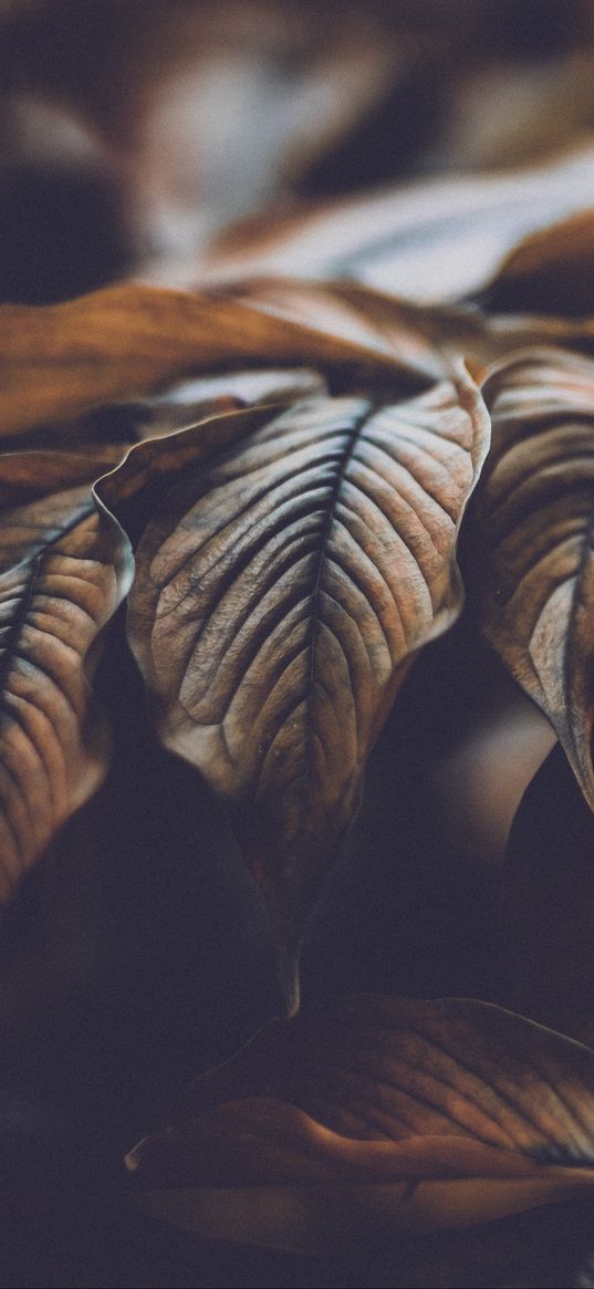 leaves, veins, macro, plant, branch