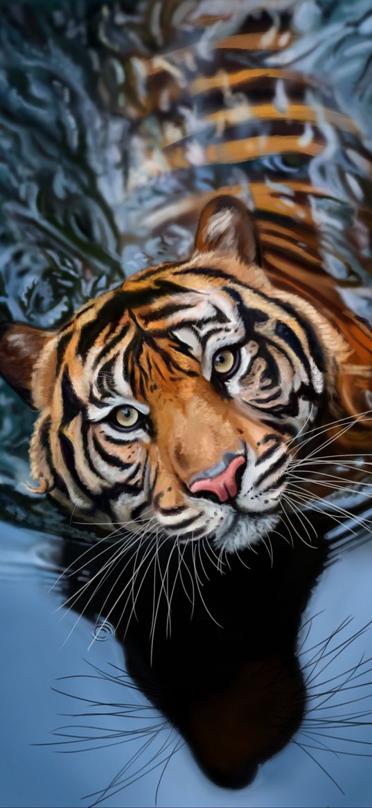 tiger, water, art, big cat, predator, striped