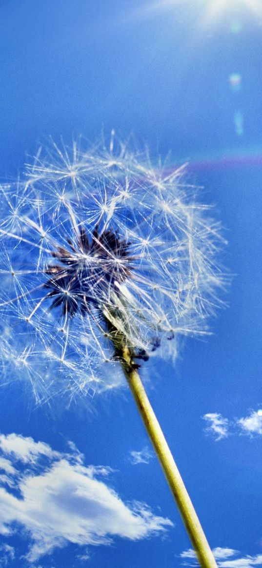 dandelion, sky, clouds