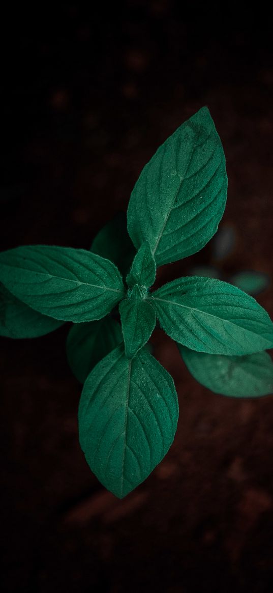 sprout, plant, leaves, green, macro