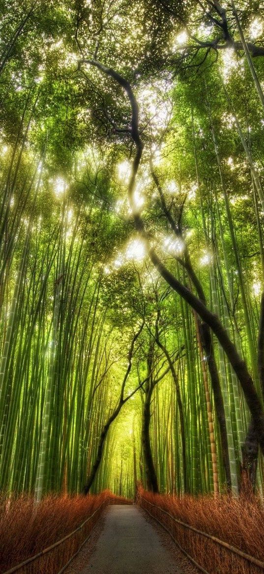 bamboo, wood, tops, track