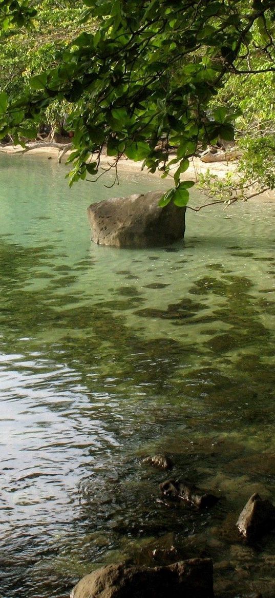 coast, stones, tree, inclination, branches, water, ooze