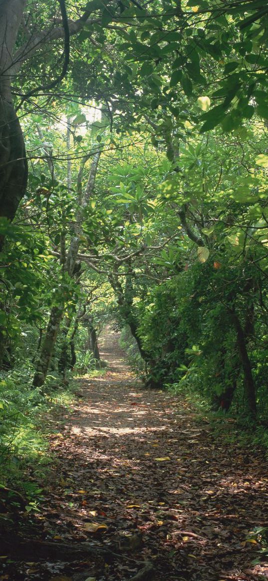 trees, jungle, track