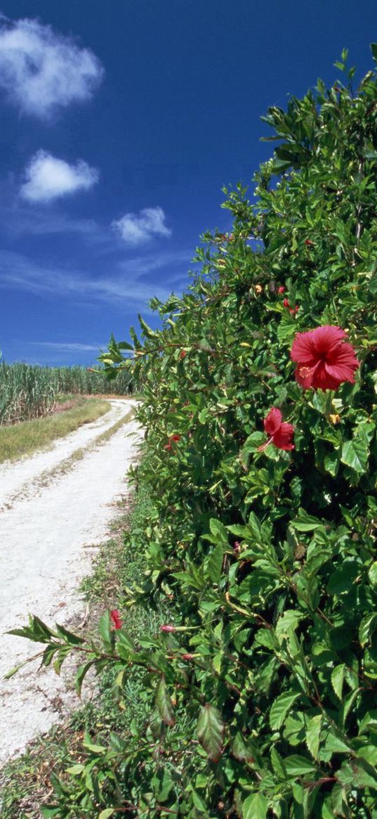 road, field, grass, dogrose, flowers