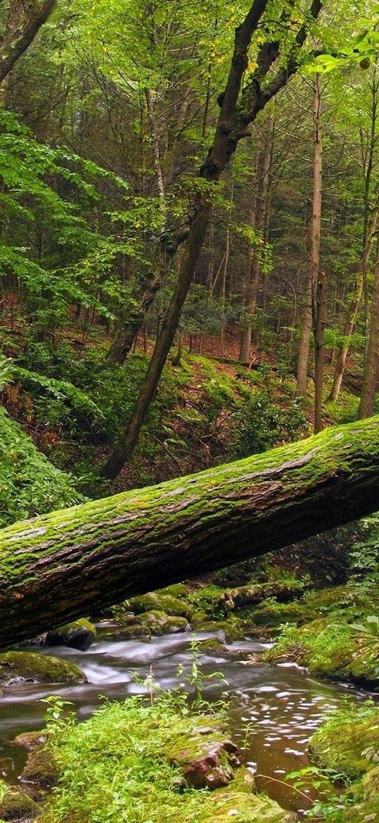 tree, trunk, moss, wood