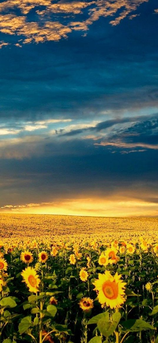 sunflowers, field, clouds, sky, darkness