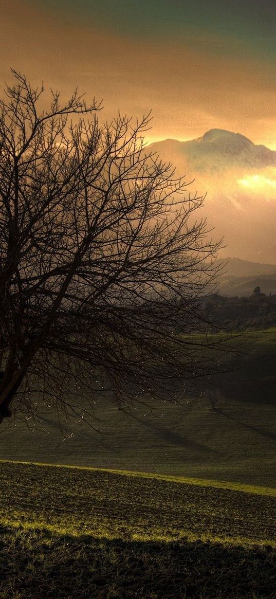 tree, dawn, field, plain