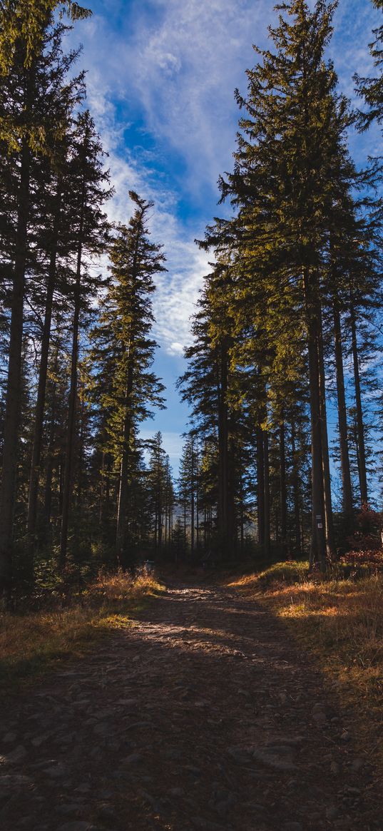 forest, path, trees, pine trees, nature