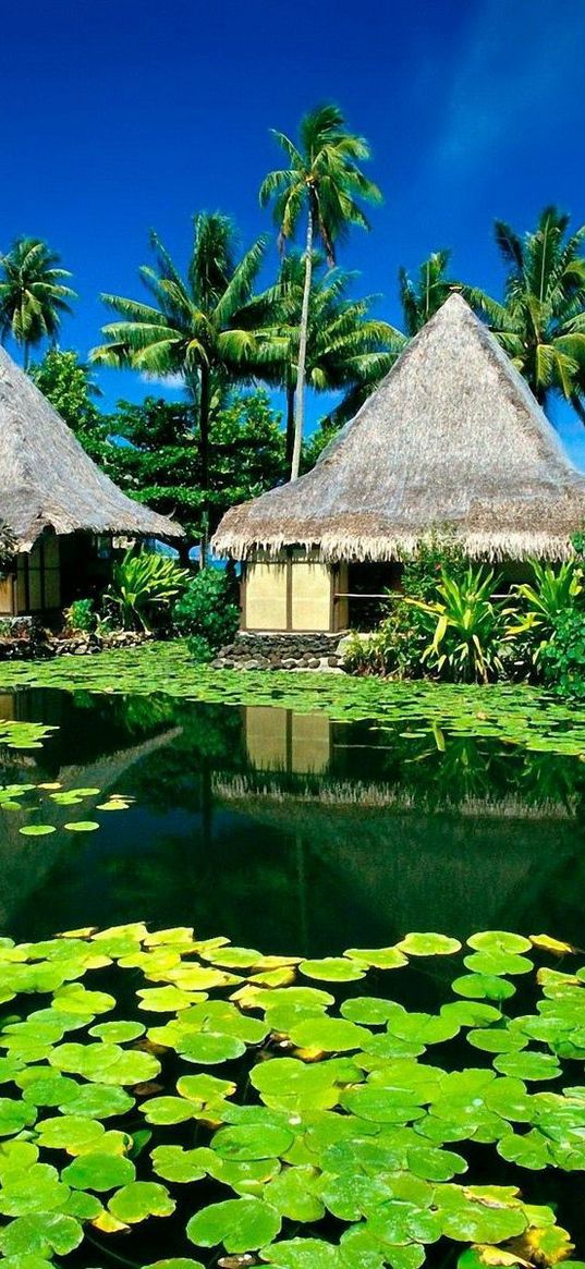 huts, palm trees, lake, tropics, water-lilies