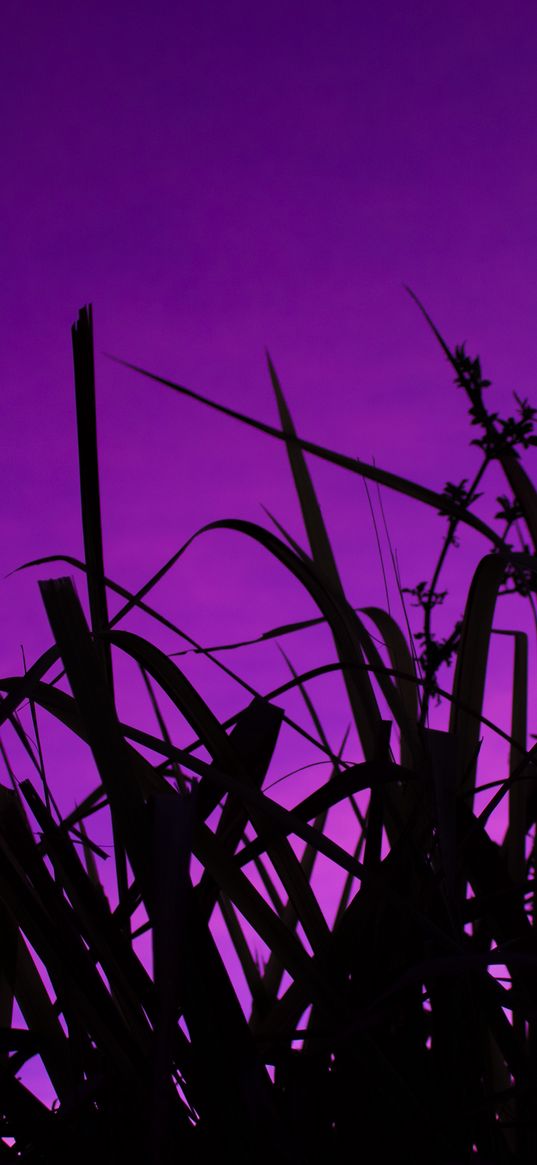 grass, dark, sky, purple, dusk