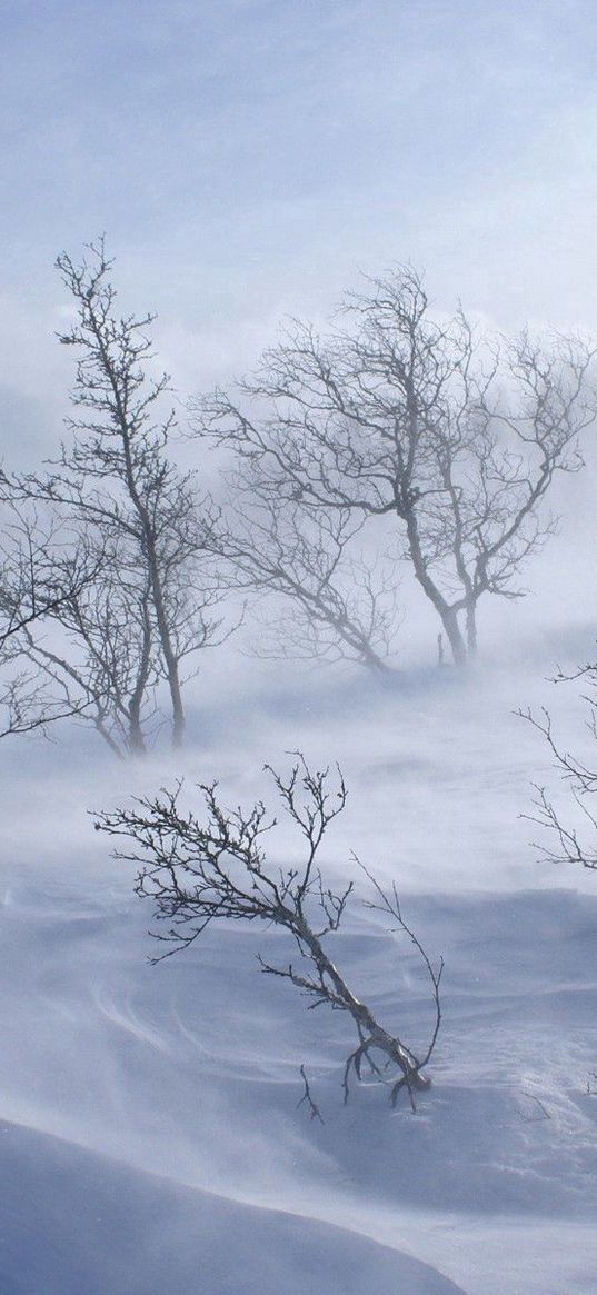 trees, winter, blizzard, wind, snow