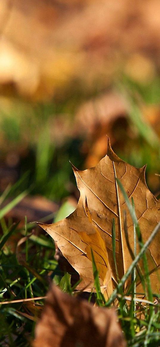 sheet, autumn, grass, maple