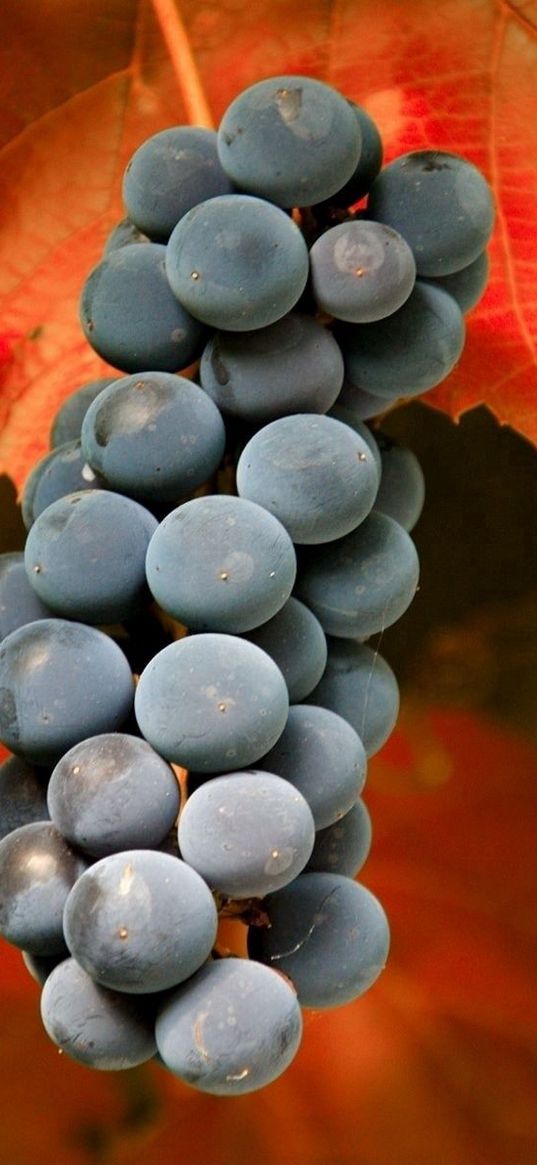 grapes, cluster, black, leaves