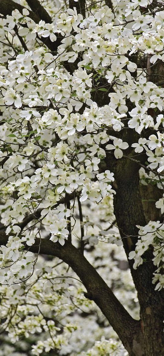 tree, flowering, spring, flowers, kentucki, garden