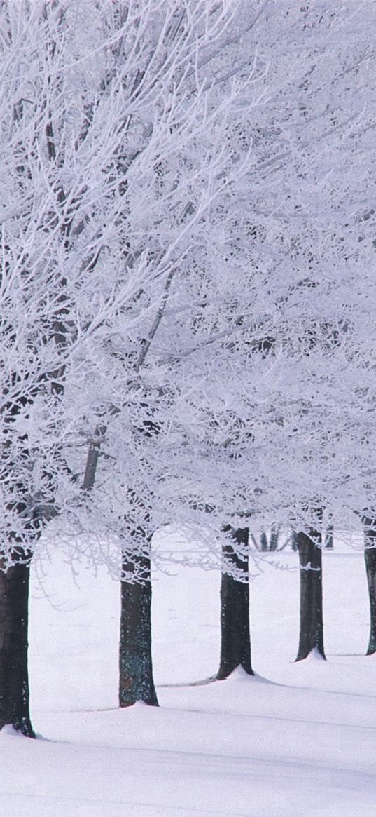 trees, number, hoarfrost, winter