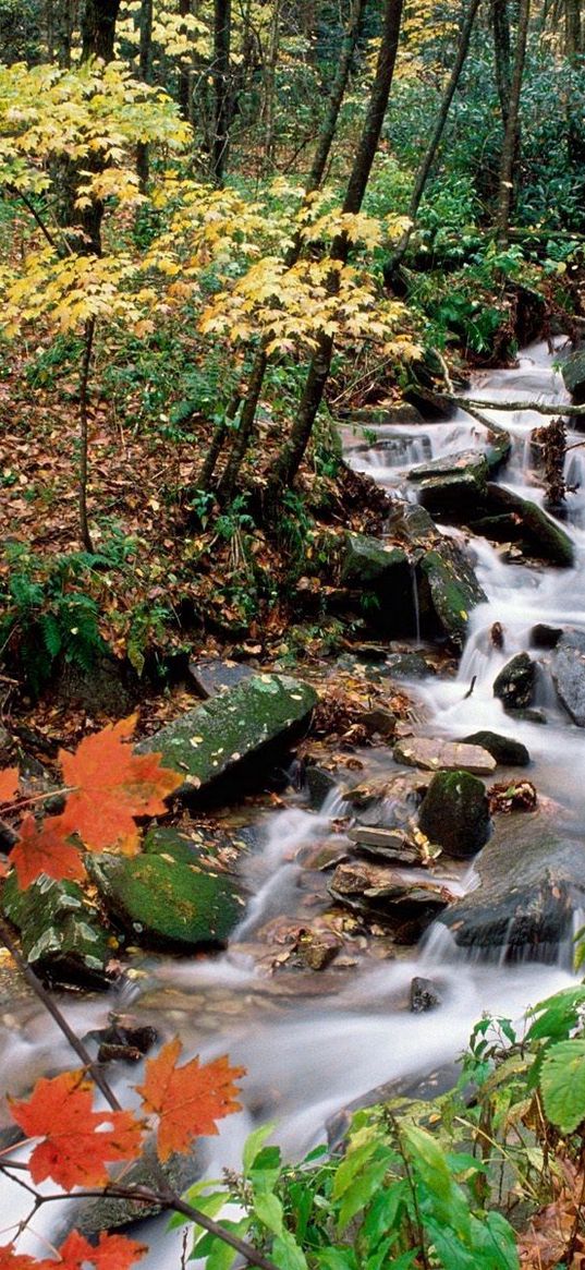 wood, stream, leaves, maple, autumn