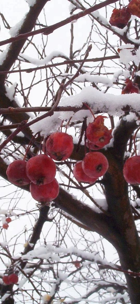 mountain ash, branches, berry, snow