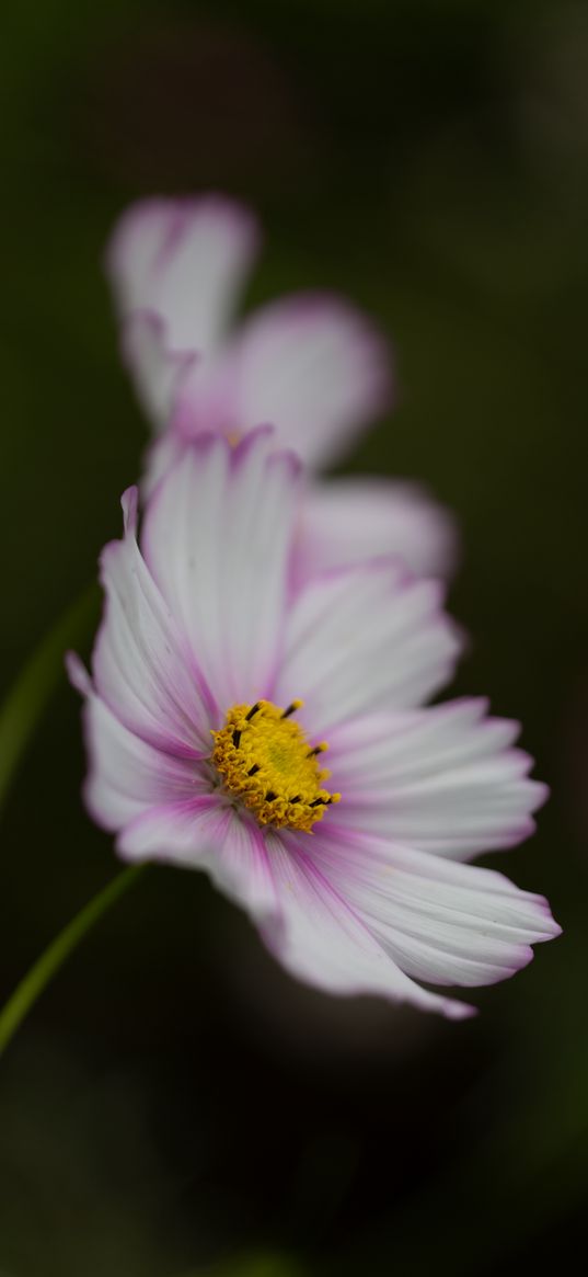 cosmos, flower, purple, macro, closeup