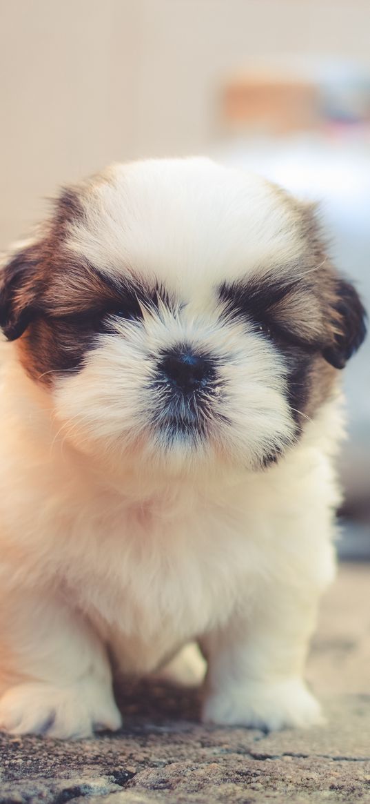 puppy, dog, cute, fluffy, pet