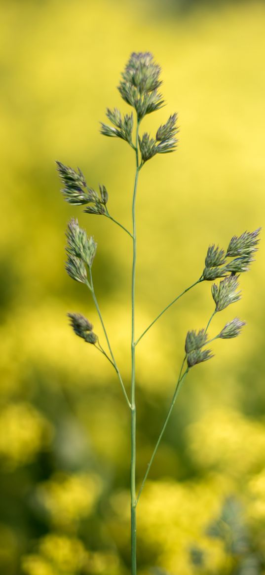 grass, plant, macro, inflorescence, closeup